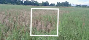 Land for sale, nine (9) gonda