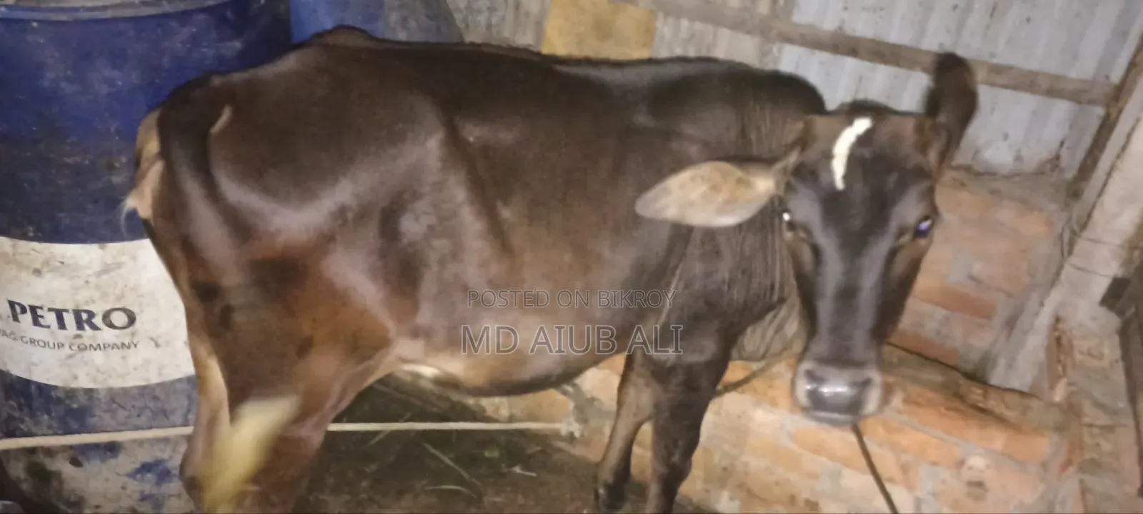 Cow for sale