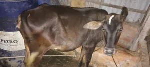 Cow for sale