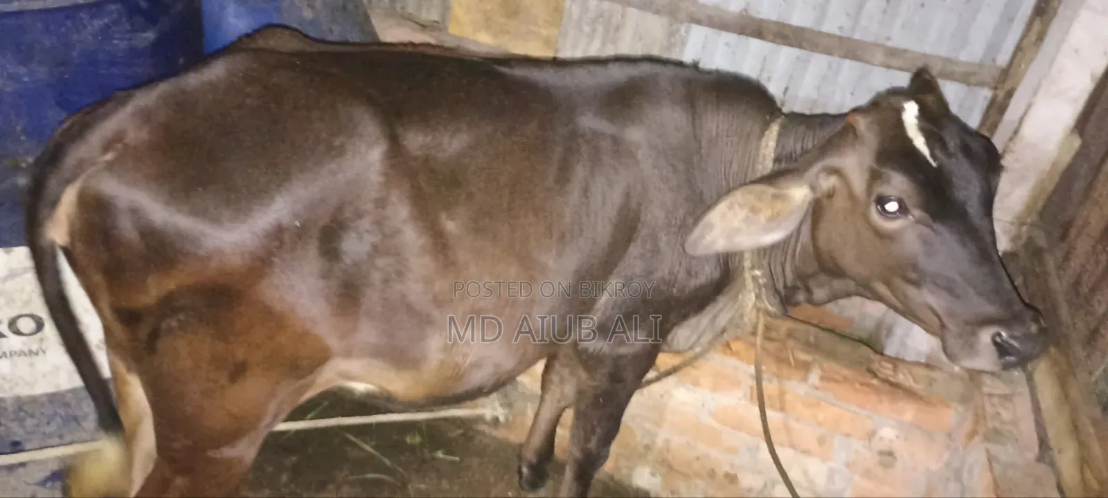 Cow for sale