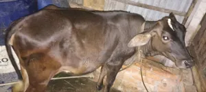 Cow for sale