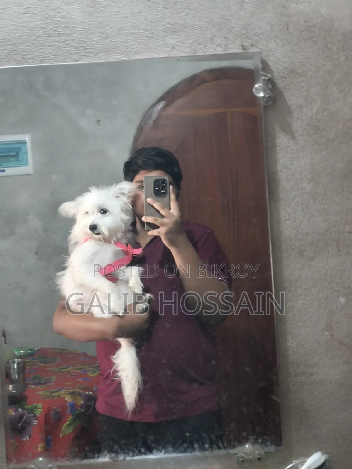 1+ year Female Purebred Lhasa Apso