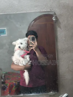 1+ year Female Purebred Lhasa Apso