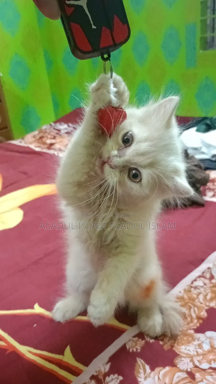 3-6 months Male Purebred Balinese