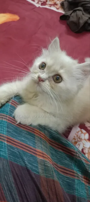 3-6 months Male Purebred Balinese