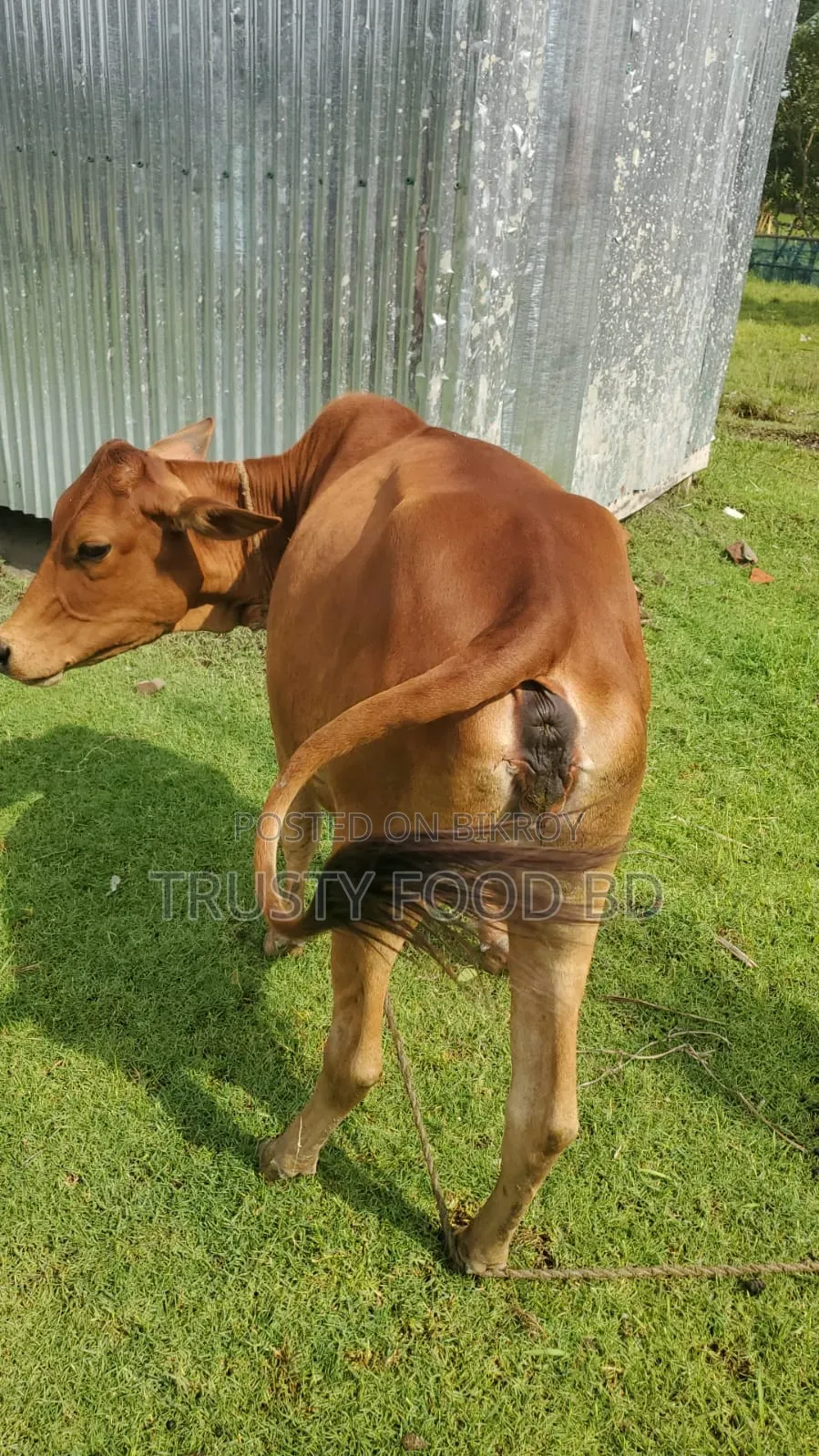 Cow for sale