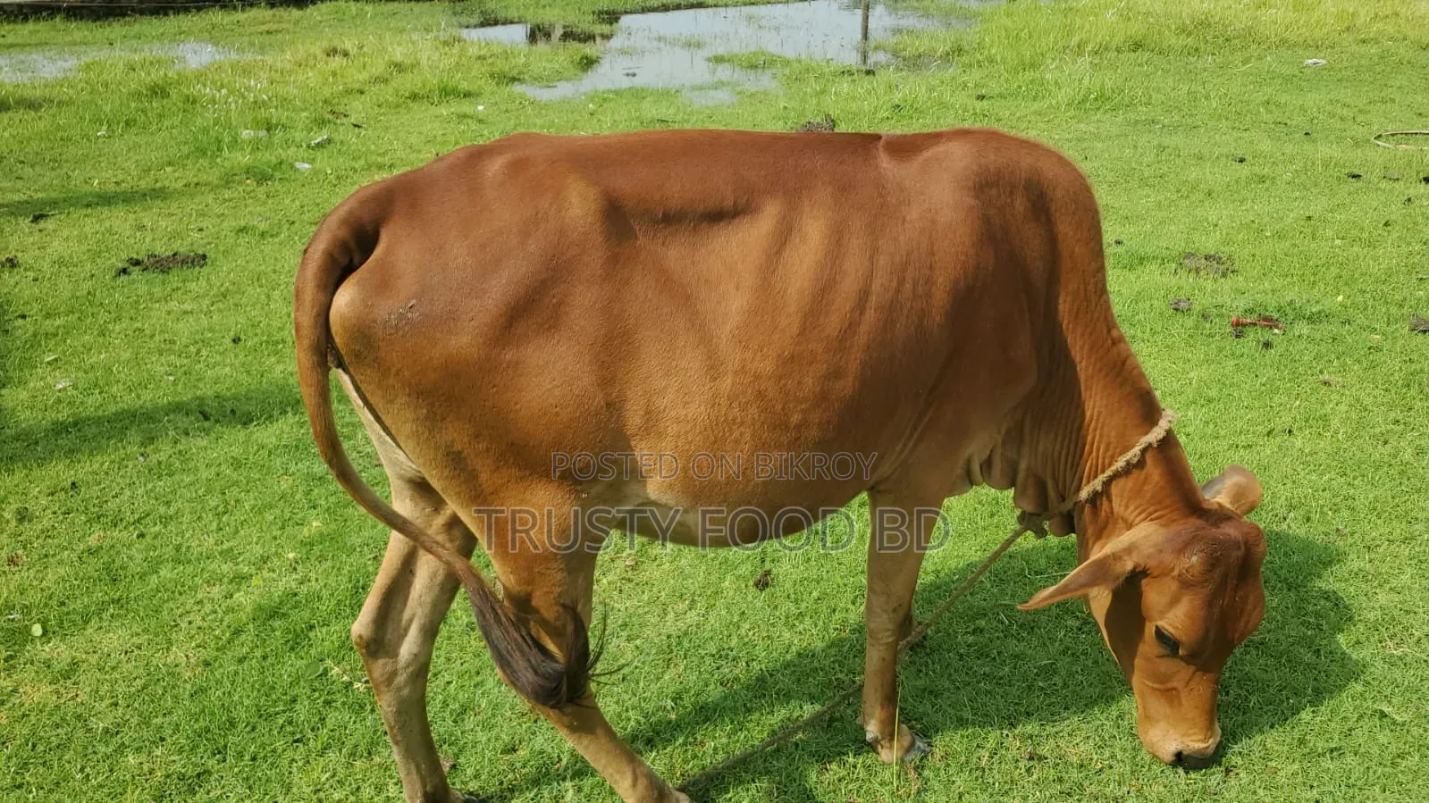 Cow for sale
