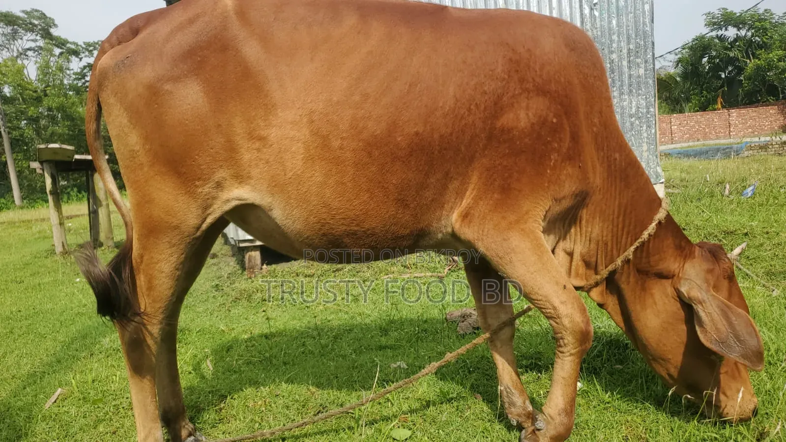Cow for sale