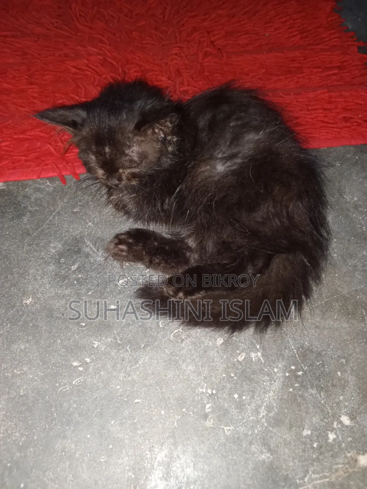 1-3 months Male Purebred American Curl