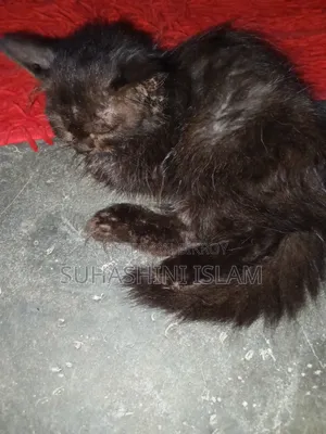 1-3 months Male Purebred American Curl