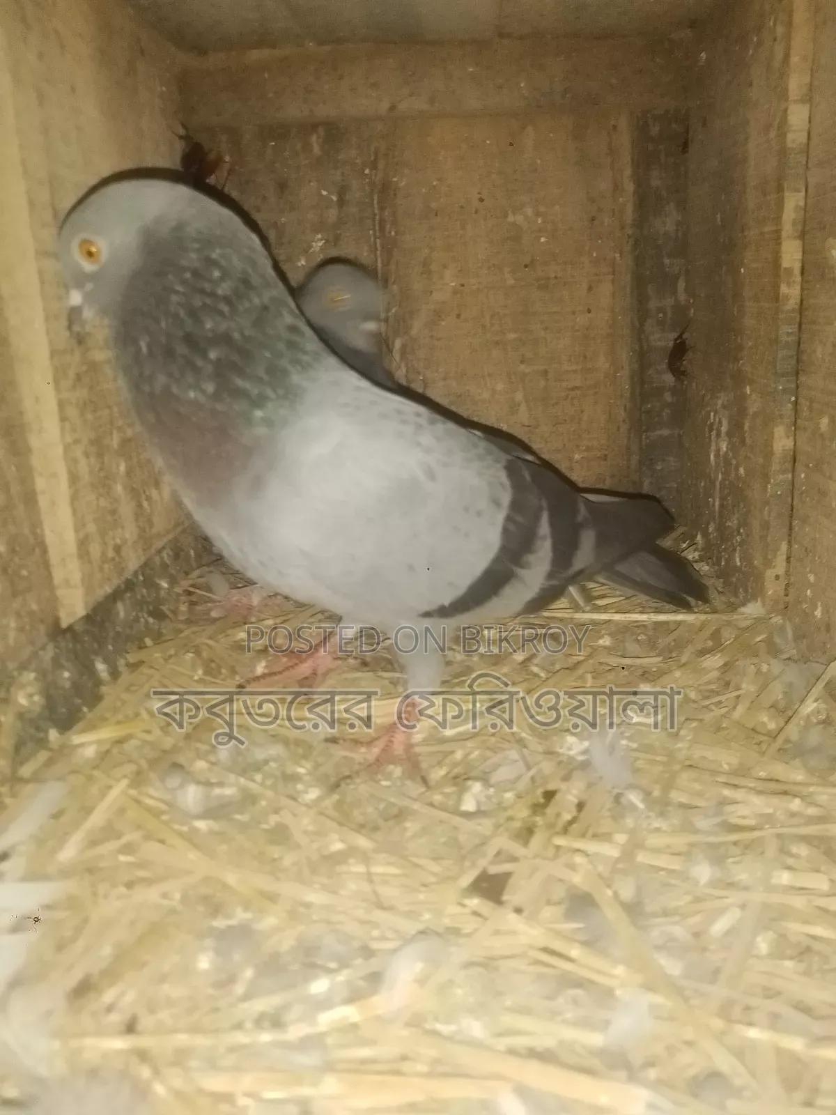 Need Pigeons