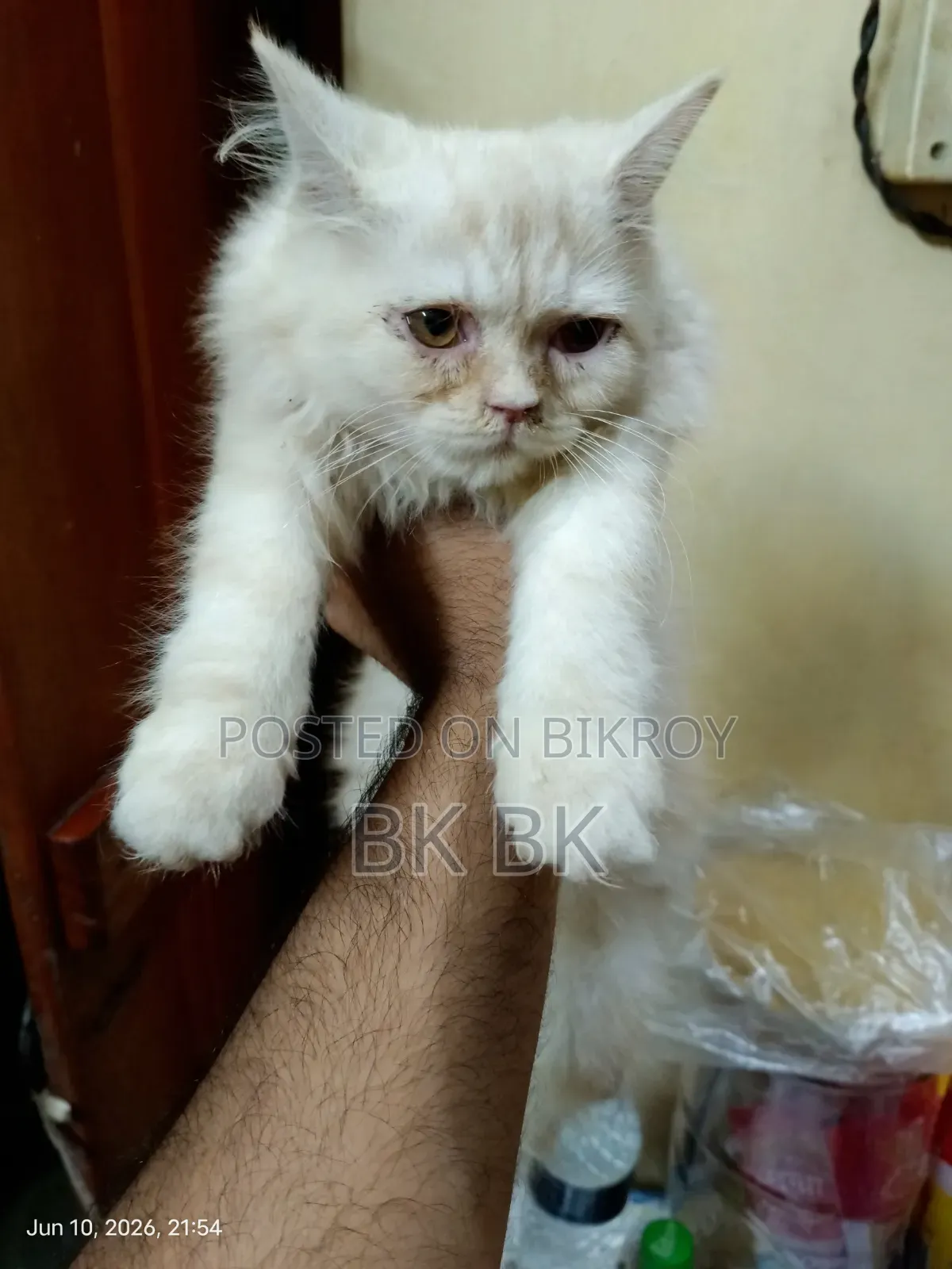 1+ year Female Purebred Persian