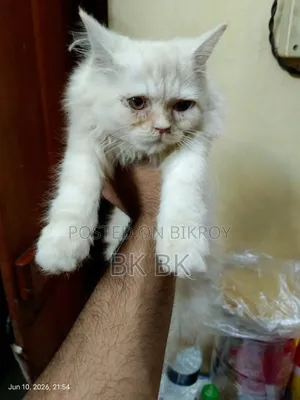 1+ year Female Purebred Persian
