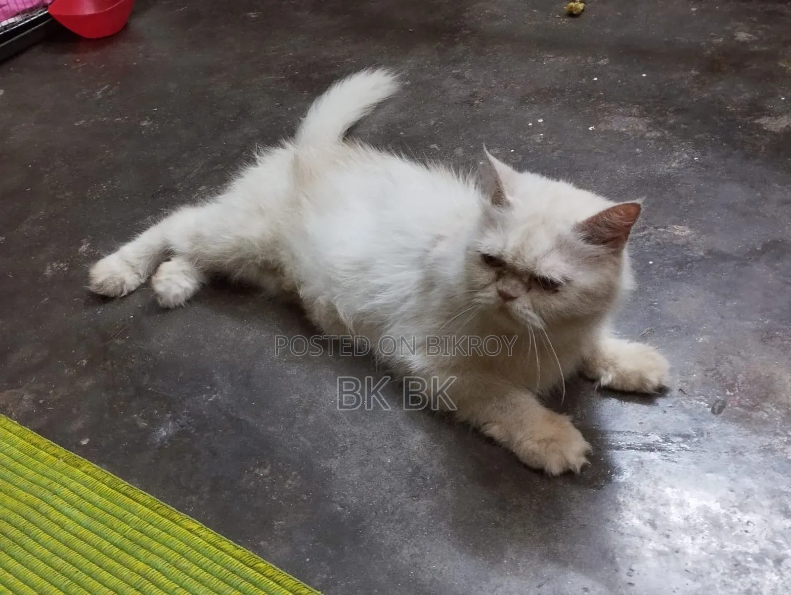 1+ year Female Purebred Persian