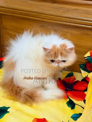 1-3 months Male Purebred Exotic