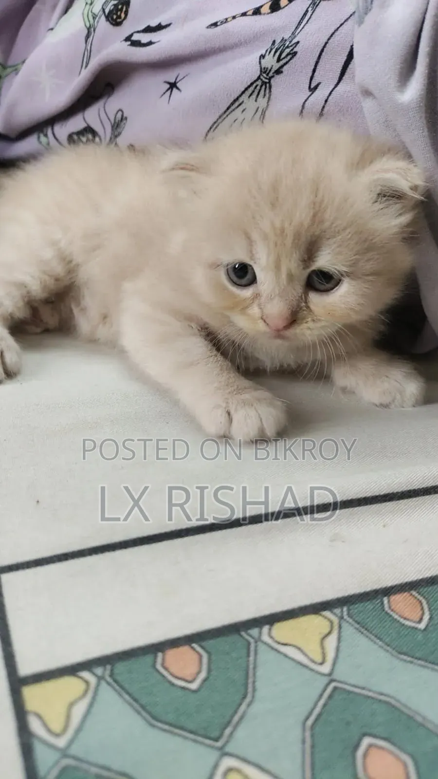 0-1 month Male Purebred Persian