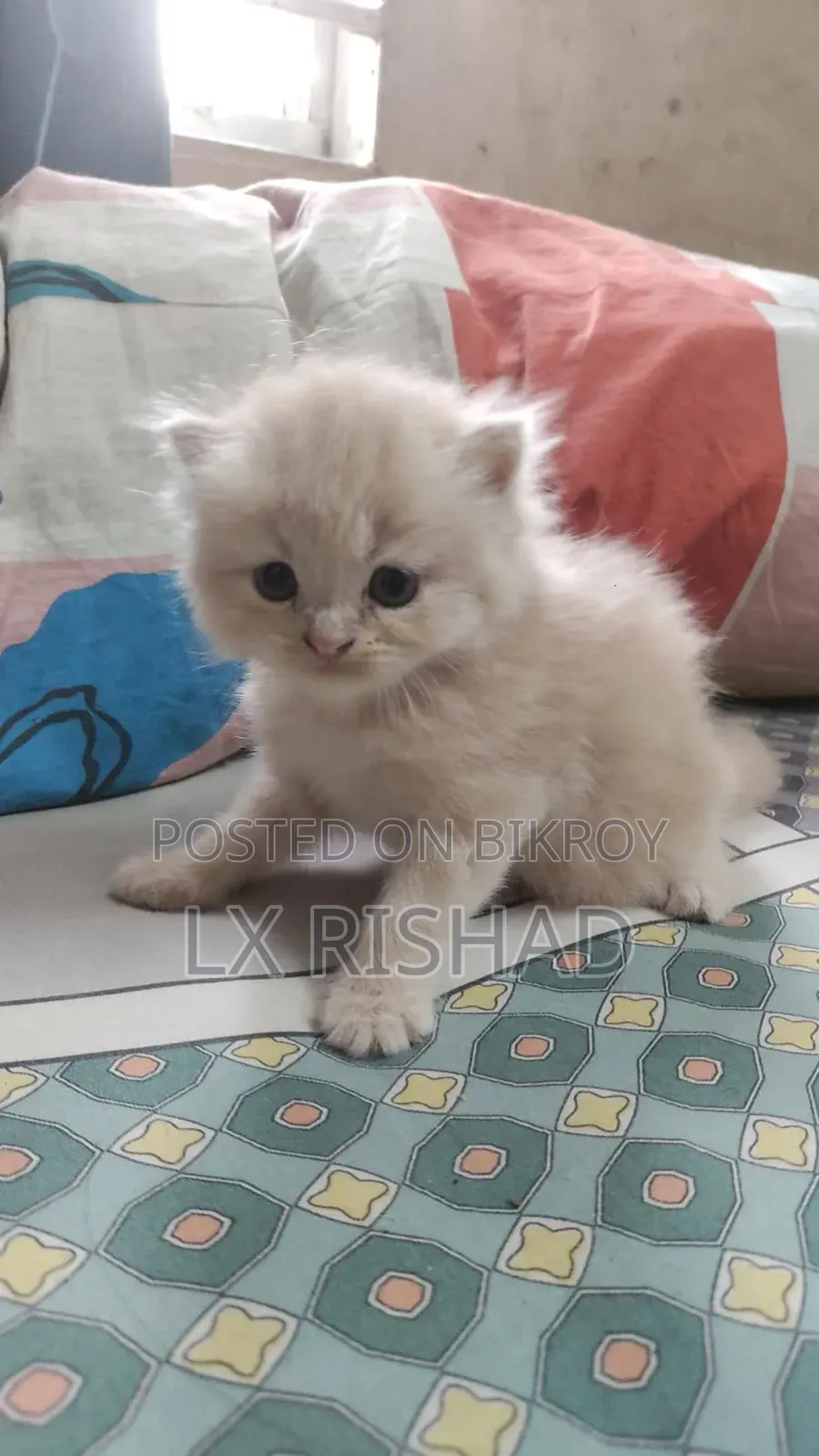 0-1 month Male Purebred Persian