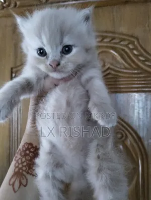 0-1 month Male Purebred Persian