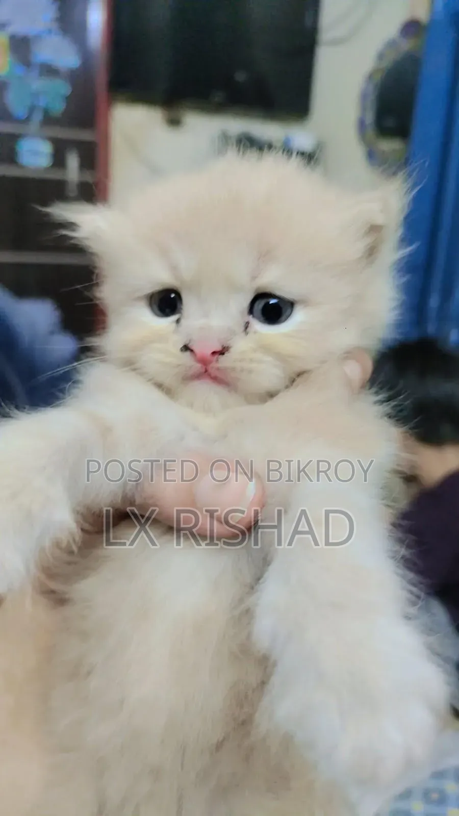 0-1 month Male Purebred Persian