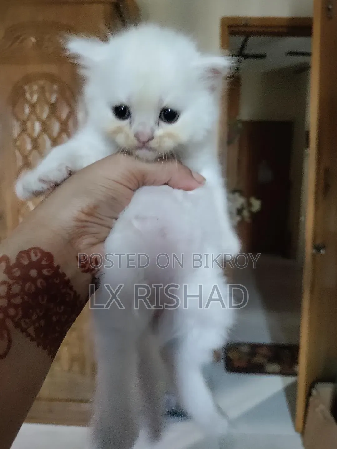 0-1 month Female Purebred Persian