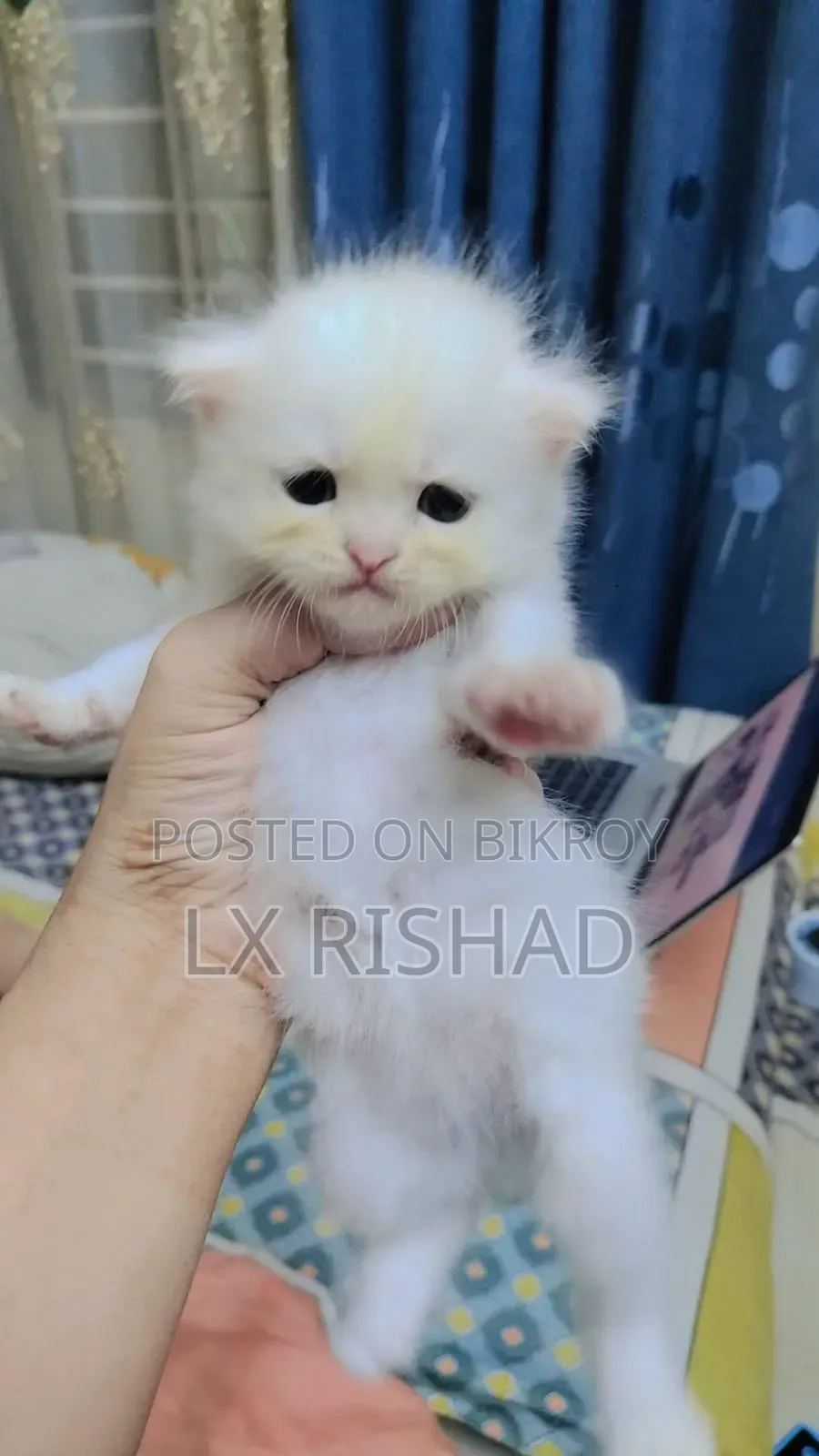 0-1 month Female Purebred Persian