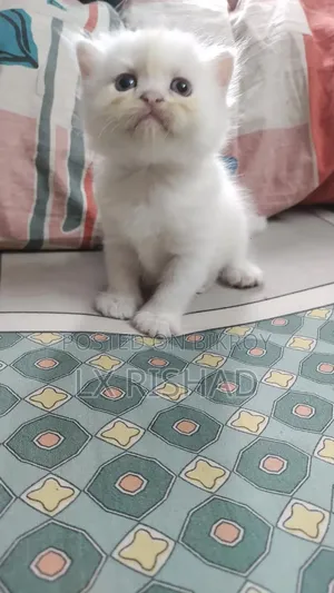 0-1 month Female Purebred Persian