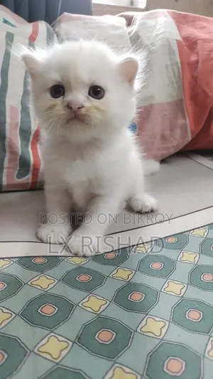 0-1 month Female Purebred Persian