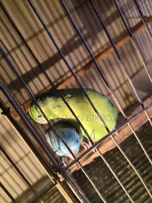 Forpus Bird