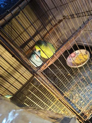 ফোরপাস পাখি