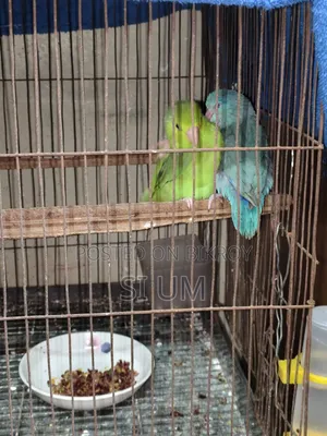 ফোরপাস পাখি
