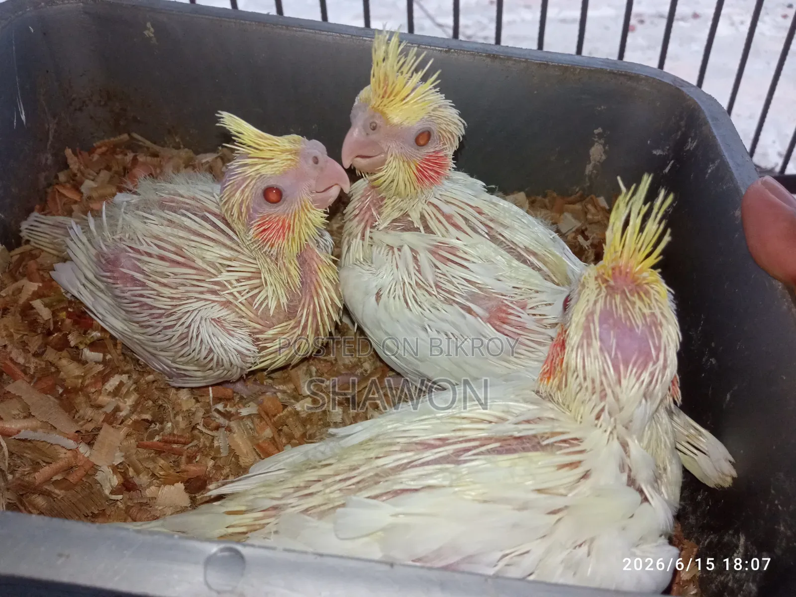 Cockatiel Baby