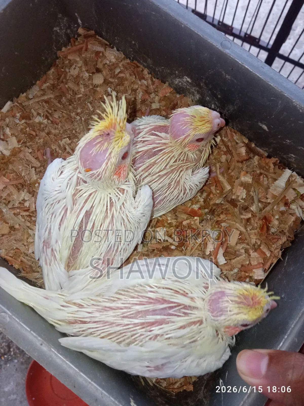 Cockatiel Baby