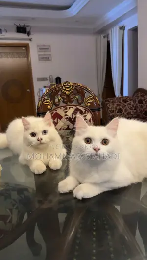 6-12 months Male Purebred Persian