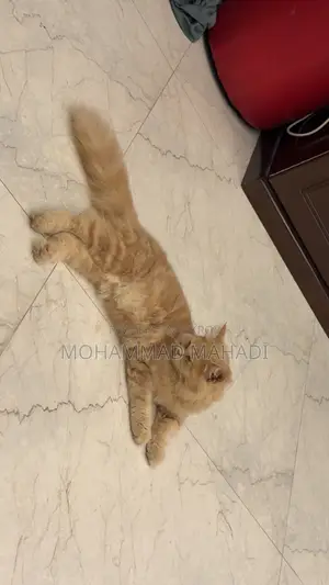 6-12 months Male Purebred Persian