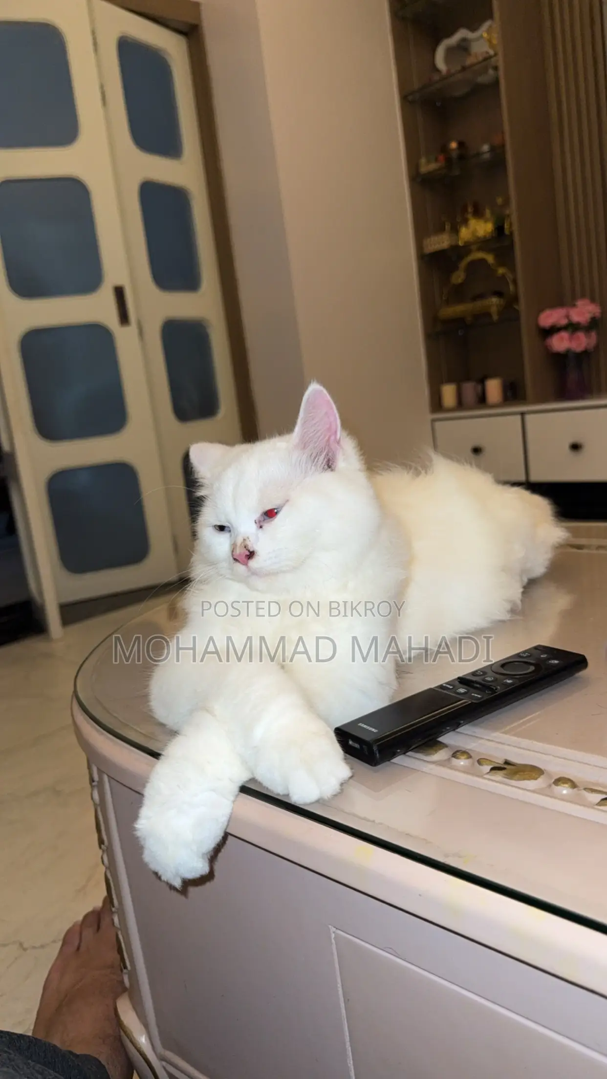6-12 months Male Purebred Persian