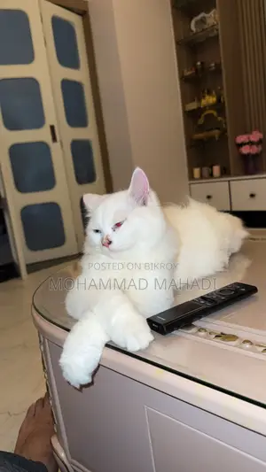 6-12 months Male Purebred Persian