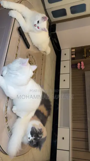 6-12 months Male Purebred Persian