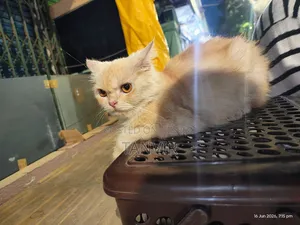 3-6 months Female Purebred Persian