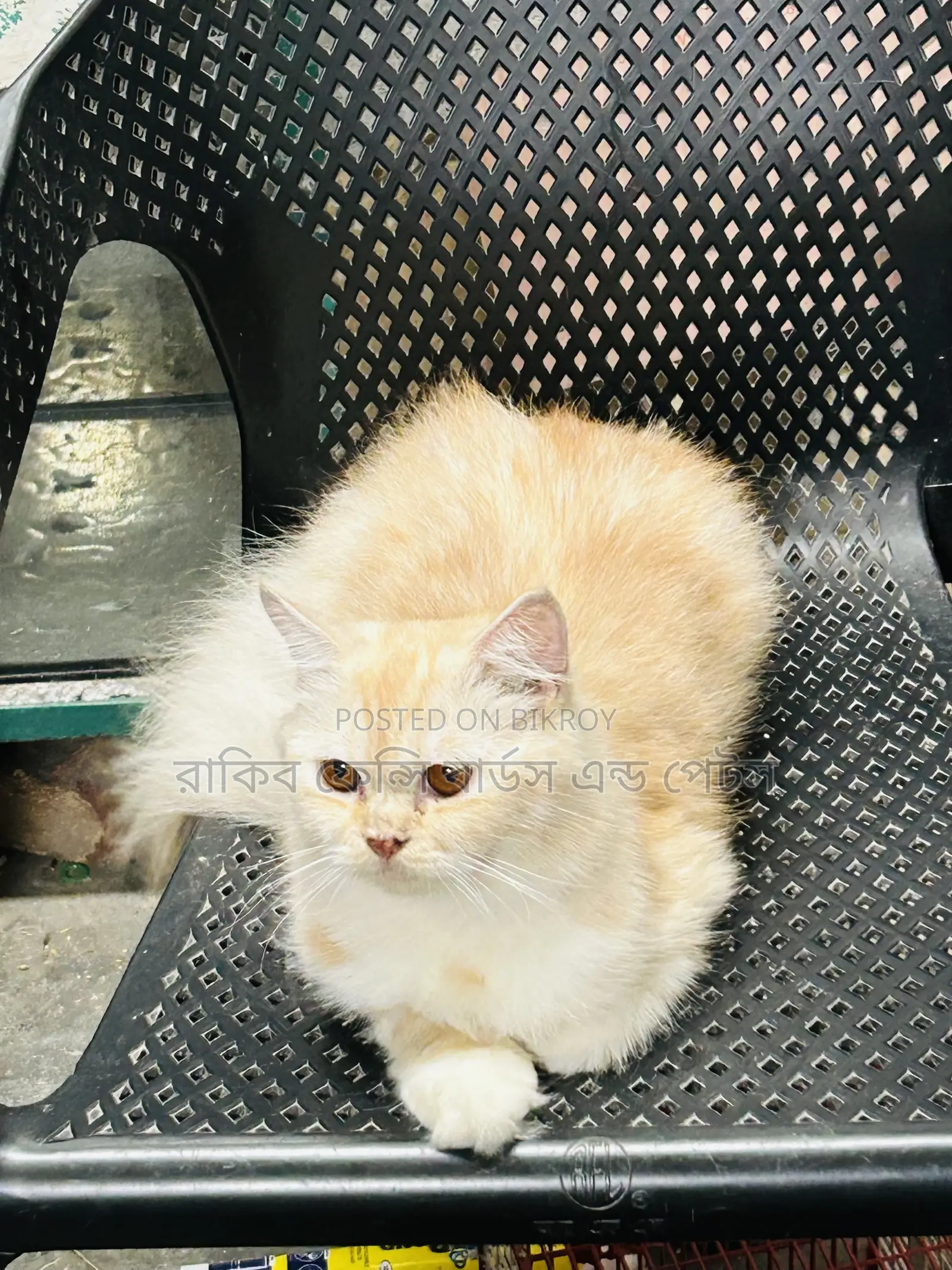 ৬-১২ মাস বয়সী ফিমেল পিওর ব্রেড পার্সিয়ান