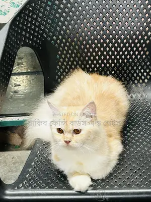 ৬-১২ মাস বয়সী ফিমেল পিওর ব্রেড পার্সিয়ান