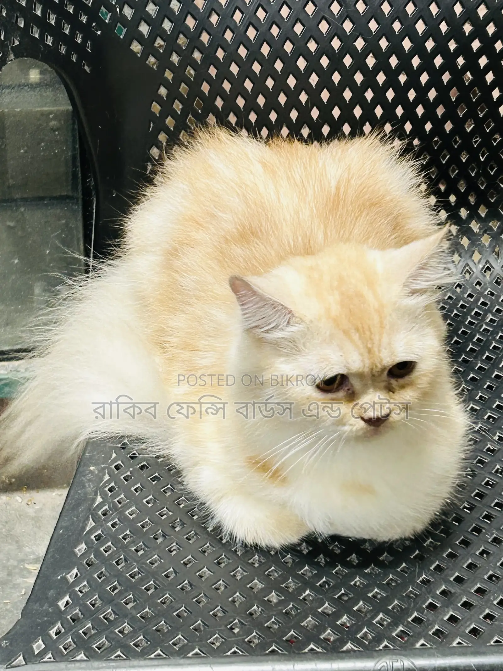৬-১২ মাস বয়সী ফিমেল পিওর ব্রেড পার্সিয়ান