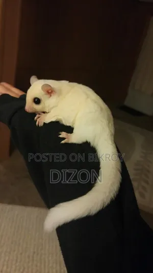 Sugar Glider Running Pair