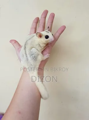 Sugar Glider Running Pair