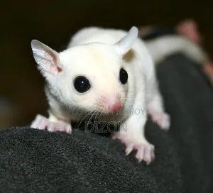 Sugar Glider Running Pair