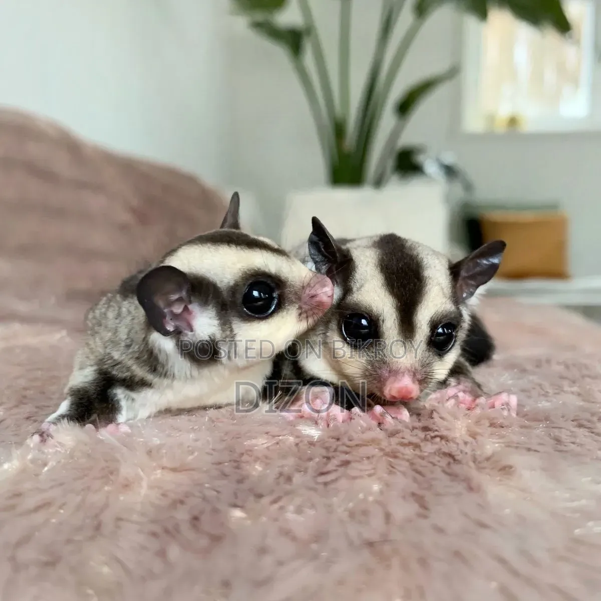 Sugar Glider Running Pair