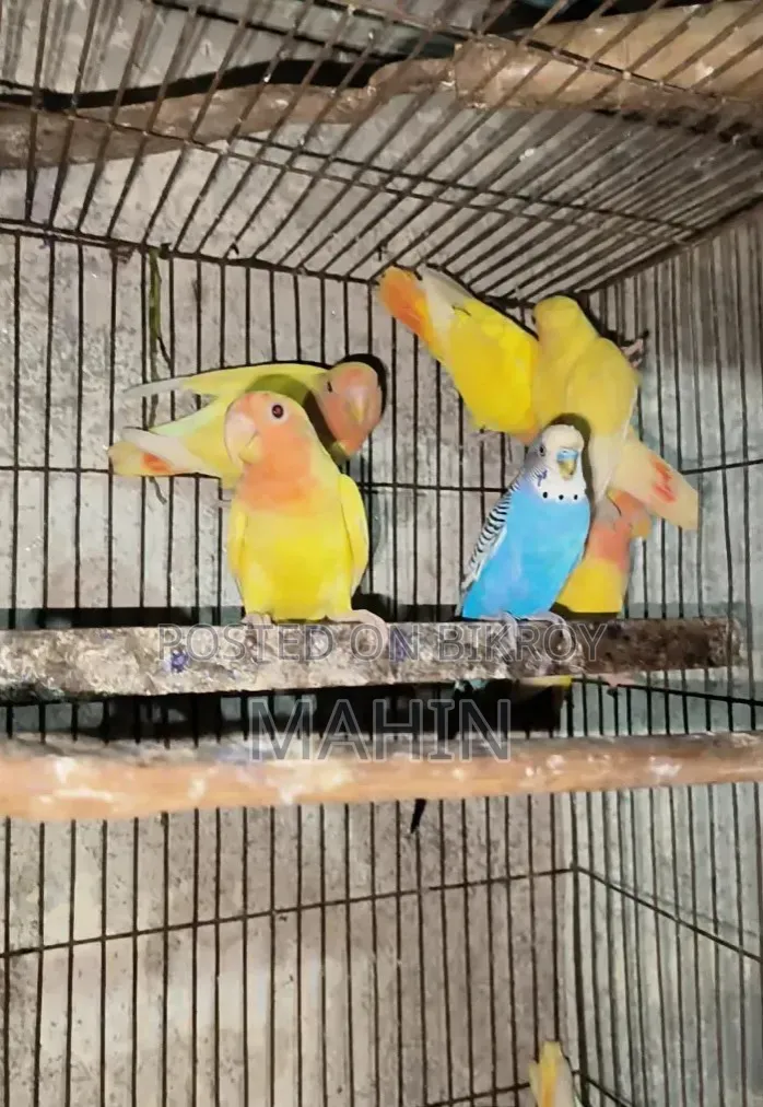 Love Bird (4 Month)