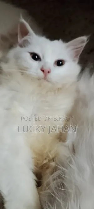 1-3 months Male Purebred Persian