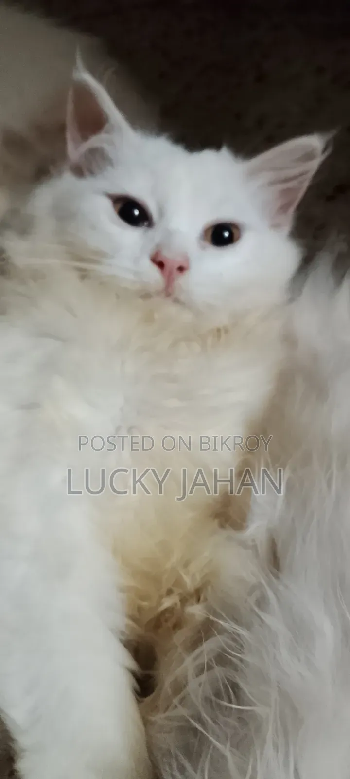 1-3 months Male Purebred Persian