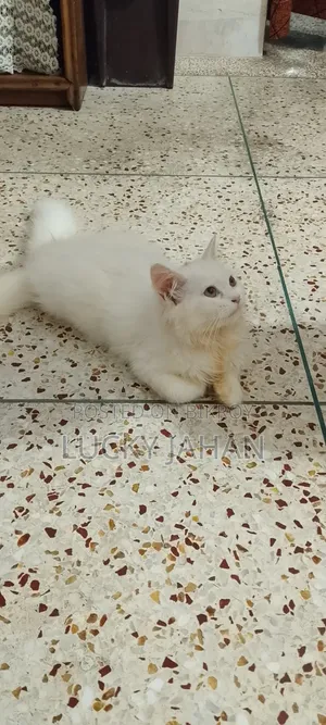 1-3 months Male Purebred Persian