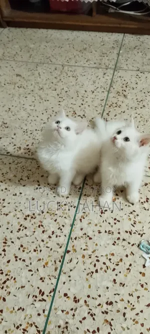 1-3 months Male Purebred Persian